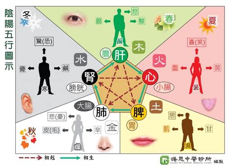 中醫五行對應人體五官|中醫基礎/五行學說